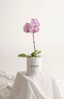 BOX 104 ORQUIDEA