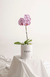 BOX 104 ORQUIDEA