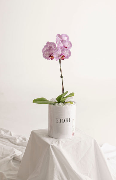 BOX 104 ORQUIDEA