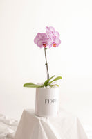 BOX 104 ORQUIDEA