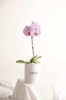 BOX 104 ORQUIDEA