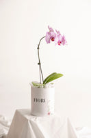 BOX 104 ORQUIDEA