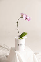 BOX 104 ORQUIDEA