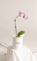 BOX 104 ORQUIDEA