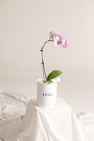 BOX 104 ORQUIDEA