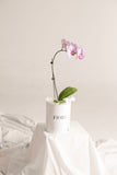 BOX 104 ORQUIDEA